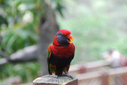 Edward Youde Aviary