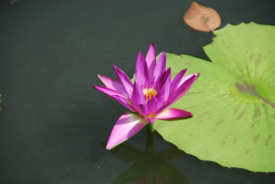 Queen Sirikit park