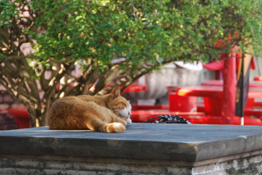 Buddha nature of cat
